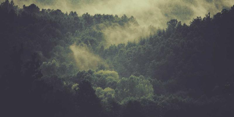 不只是美观：道路绿化带如何成为降噪除尘的生态屏障？